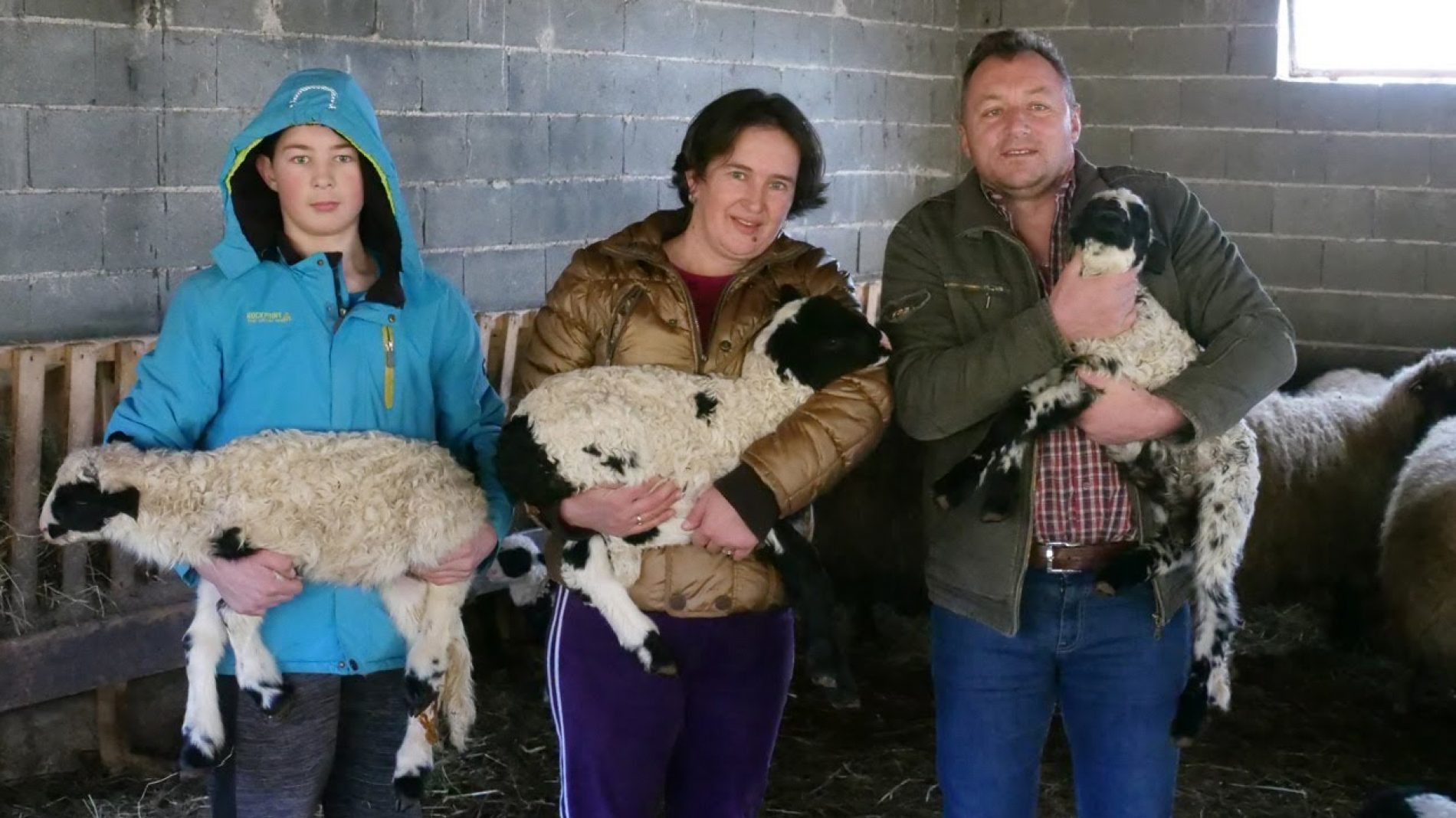 Porodica Grabus iz okoline Travnika: Godišnje prodaju čak tri tone sira i to kod kuće (Video)