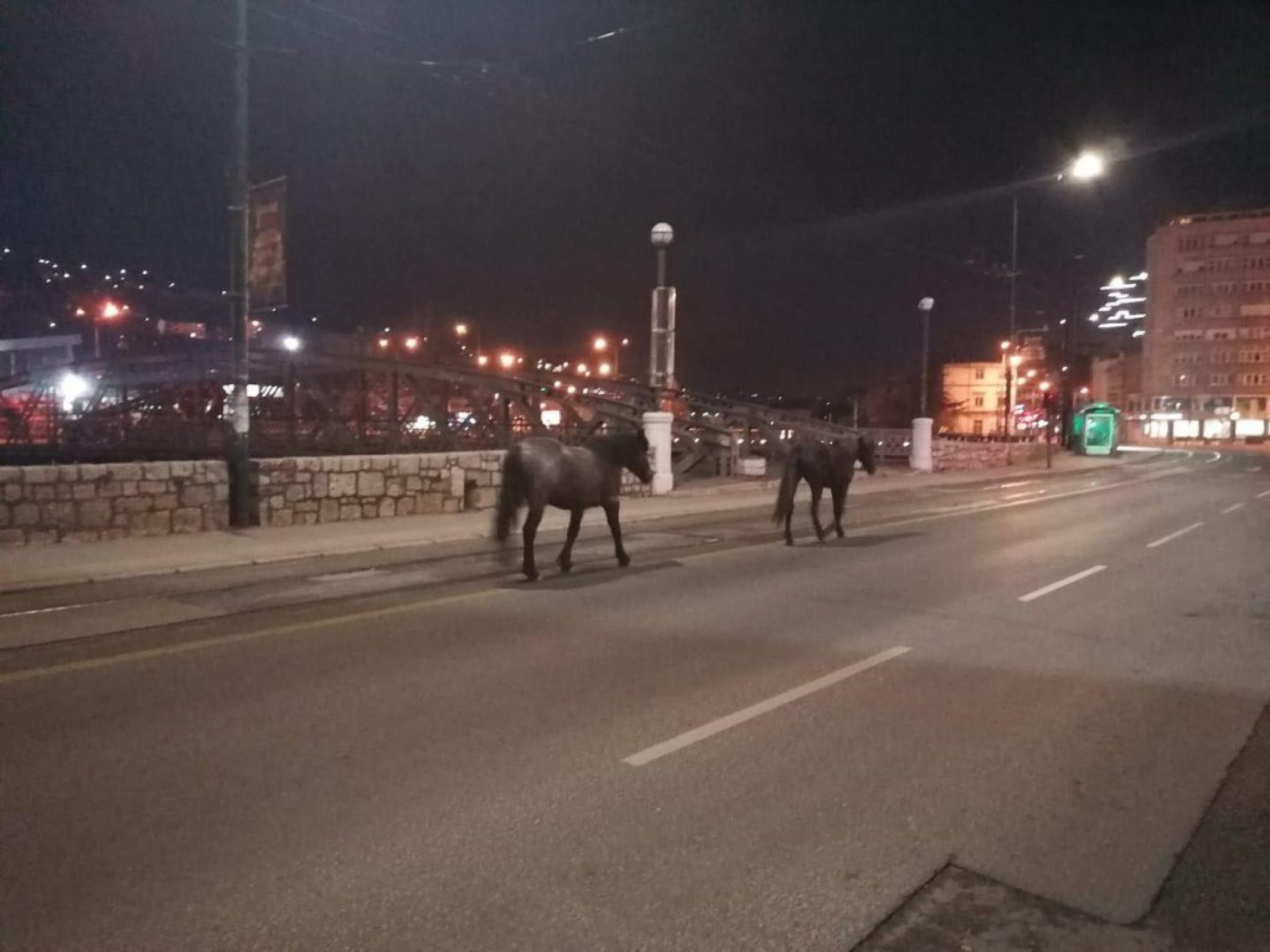 Prošetali gradom: Plemenite životinje u centru Sarajeva