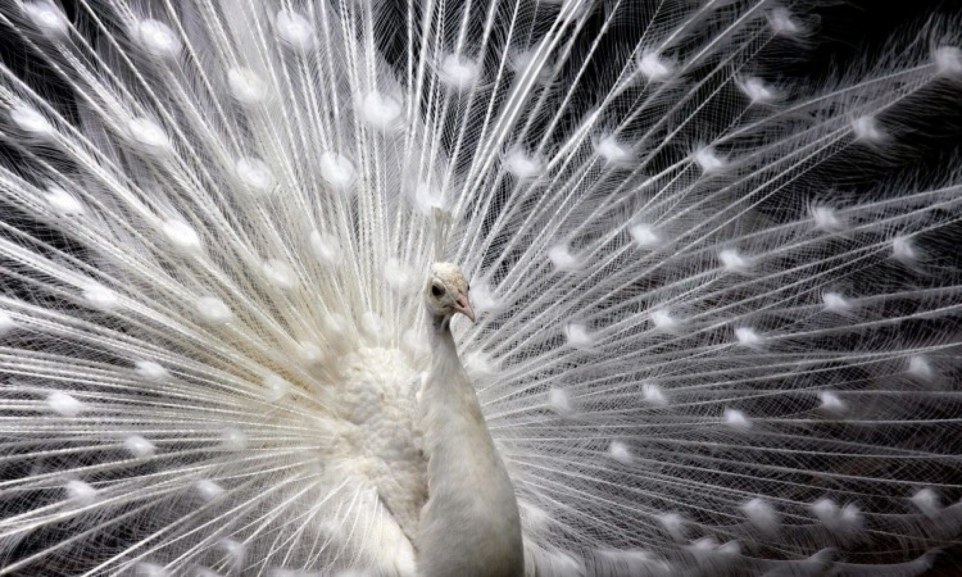 Kraljevske ptice – bijeli paunovi u dvorištu porodice Hajduković