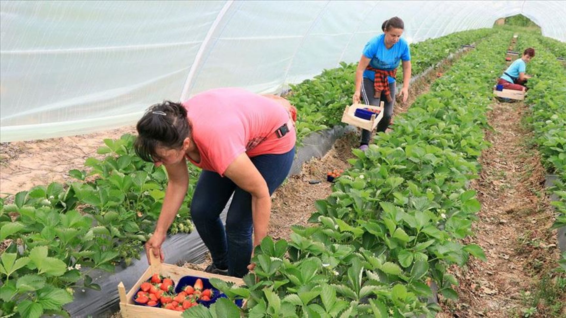 Najmanje polovina stanovništva Općine Čelić uzgaja jagode