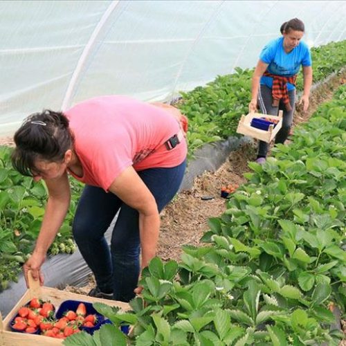 Najmanje polovina stanovništva Općine Čelić uzgaja jagode
