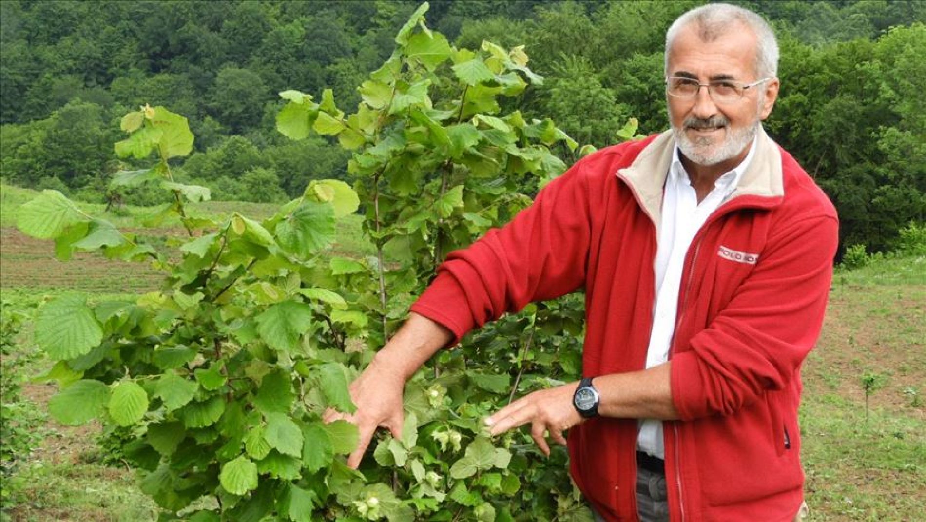 Mujo Begić u rodnim Begićima kod Vlasenice namjerava zasaditi 100 hektara italijanskog lješnjaka