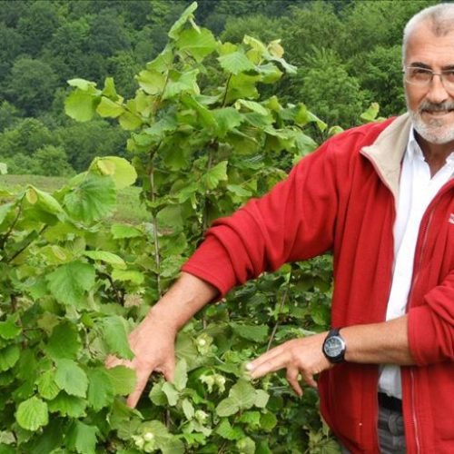 Mujo Begić u rodnim Begićima kod Vlasenice namjerava zasaditi 100 hektara italijanskog lješnjaka
