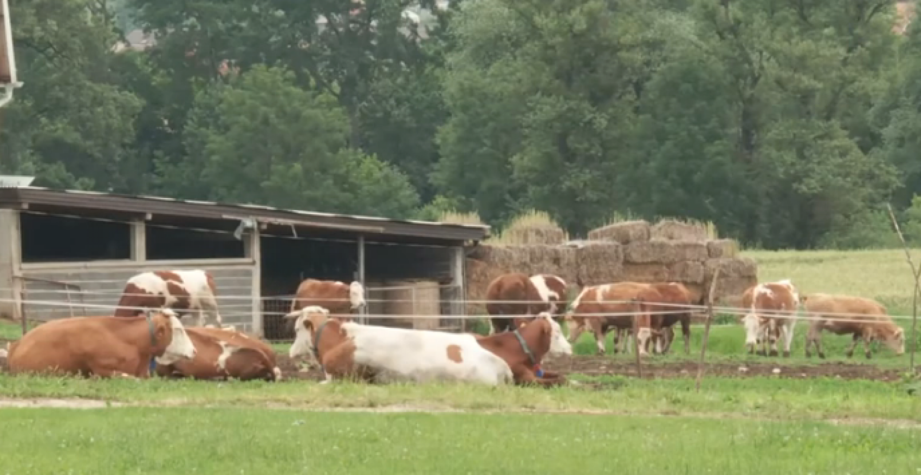 Pozitivna priča s jedne od najvećih farmi u KS (Video)