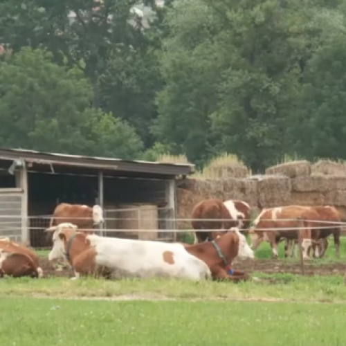 Pozitivna priča s jedne od najvećih farmi u KS (Video)