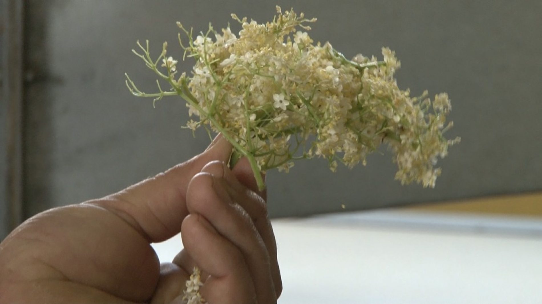 Kroz sušaru Nihada Hodžića godišnje prolazi oko 240 različitih biljnih vrsta