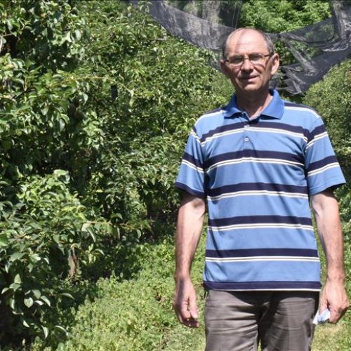 Tešanjski voćar Edib Balić ima 3.500 zasađenih voćki, najviše jabuka