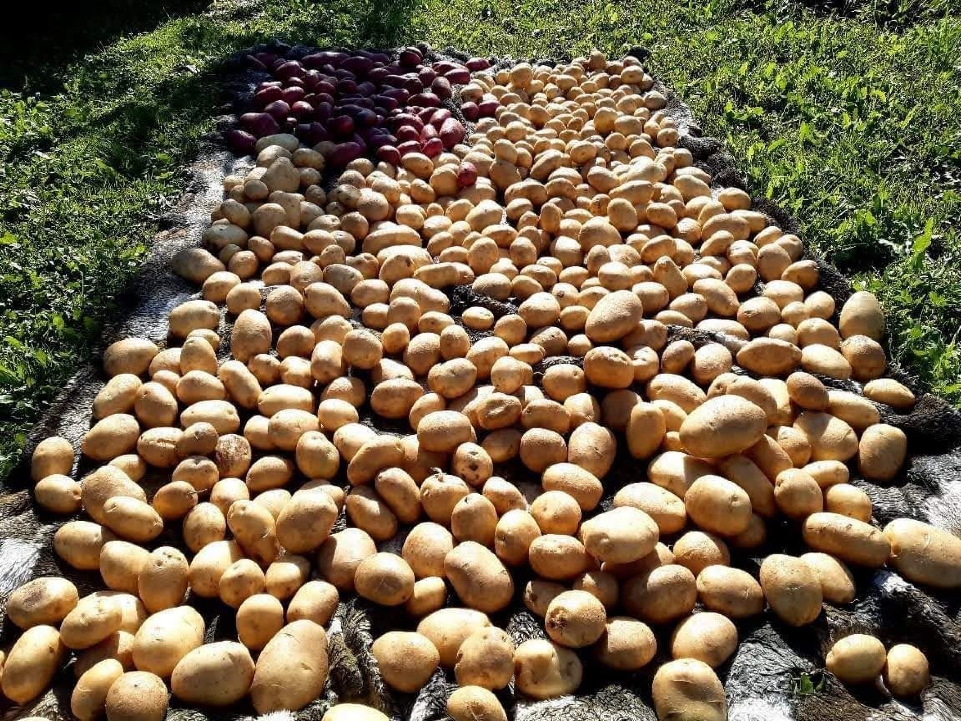Poljoprivreda je isplativa: Kurbegovići iz G. Vakufa uzgajaju krompir, kupus i malinu. Zadovoljni i  isplaćenim poticajima