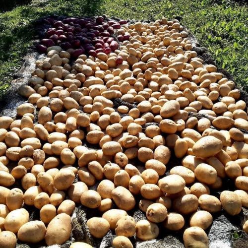 Poljoprivreda je isplativa: Kurbegovići iz G. Vakufa uzgajaju krompir, kupus i malinu. Zadovoljni i  isplaćenim poticajima