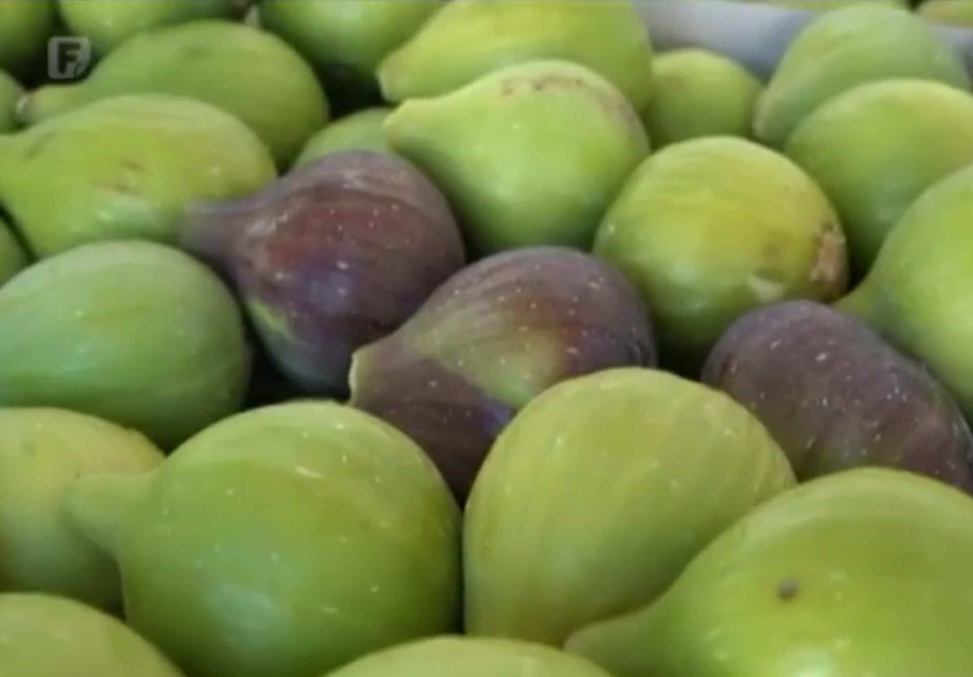 Berba smokvi u punom jeku, plodovi nikada kvalitetniji (Video)
