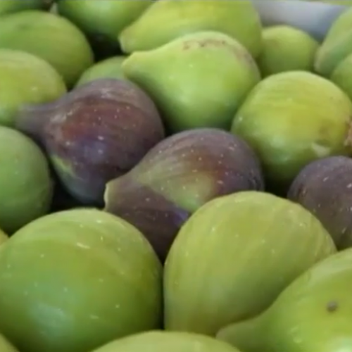 Berba smokvi u punom jeku, plodovi nikada kvalitetniji (Video)