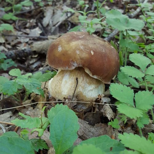Gljive iz Bosne posebno vole Švicarci, Nijemci i Francuzi: Veliki porast izvoza gljiva i ljekovitog bilja