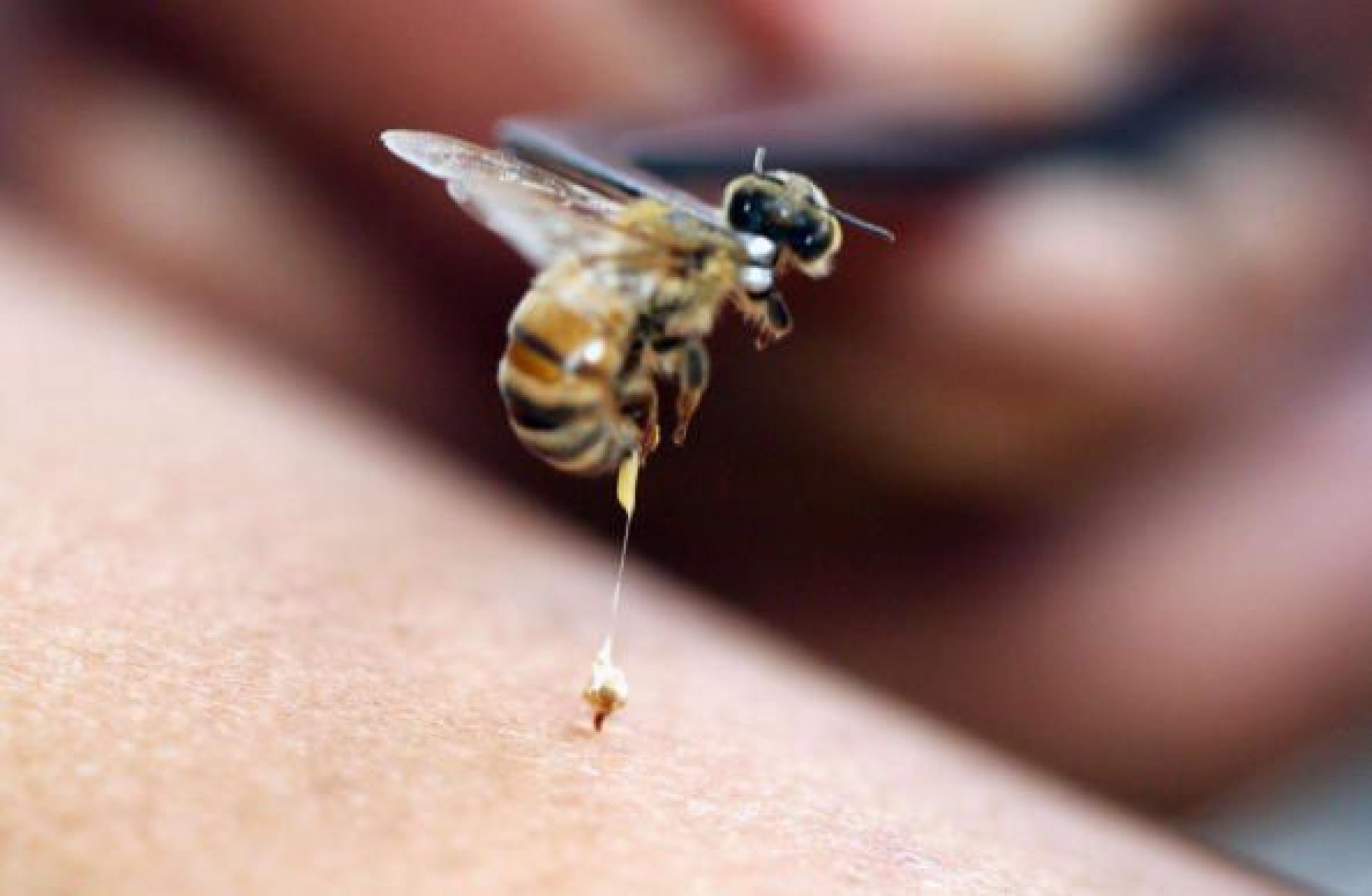 Bh. pčelari počinju sa proizvodnjom pčelinjeg otrova – lijek koji uništava i ćelije raka