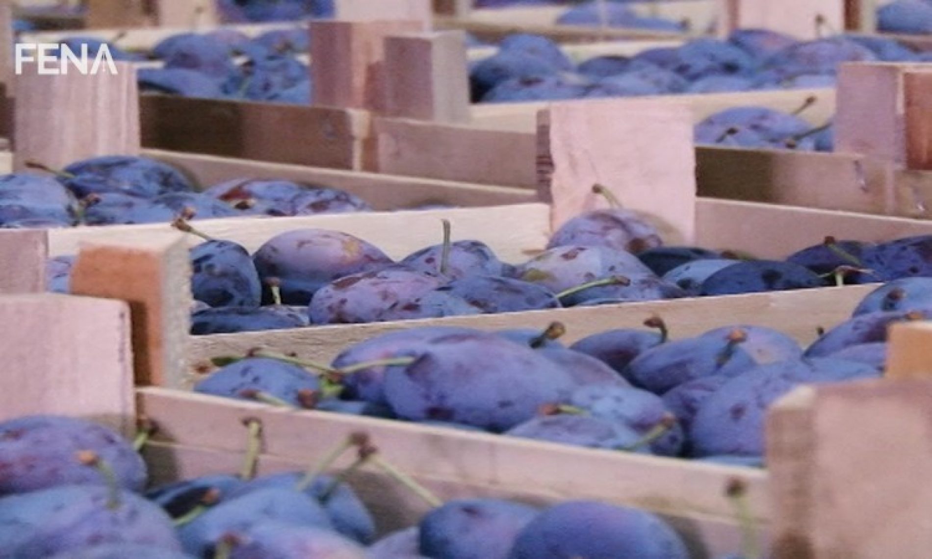 Osam hiljada tona šljive iz TK izvezeno na tržište EU (VIDEO)