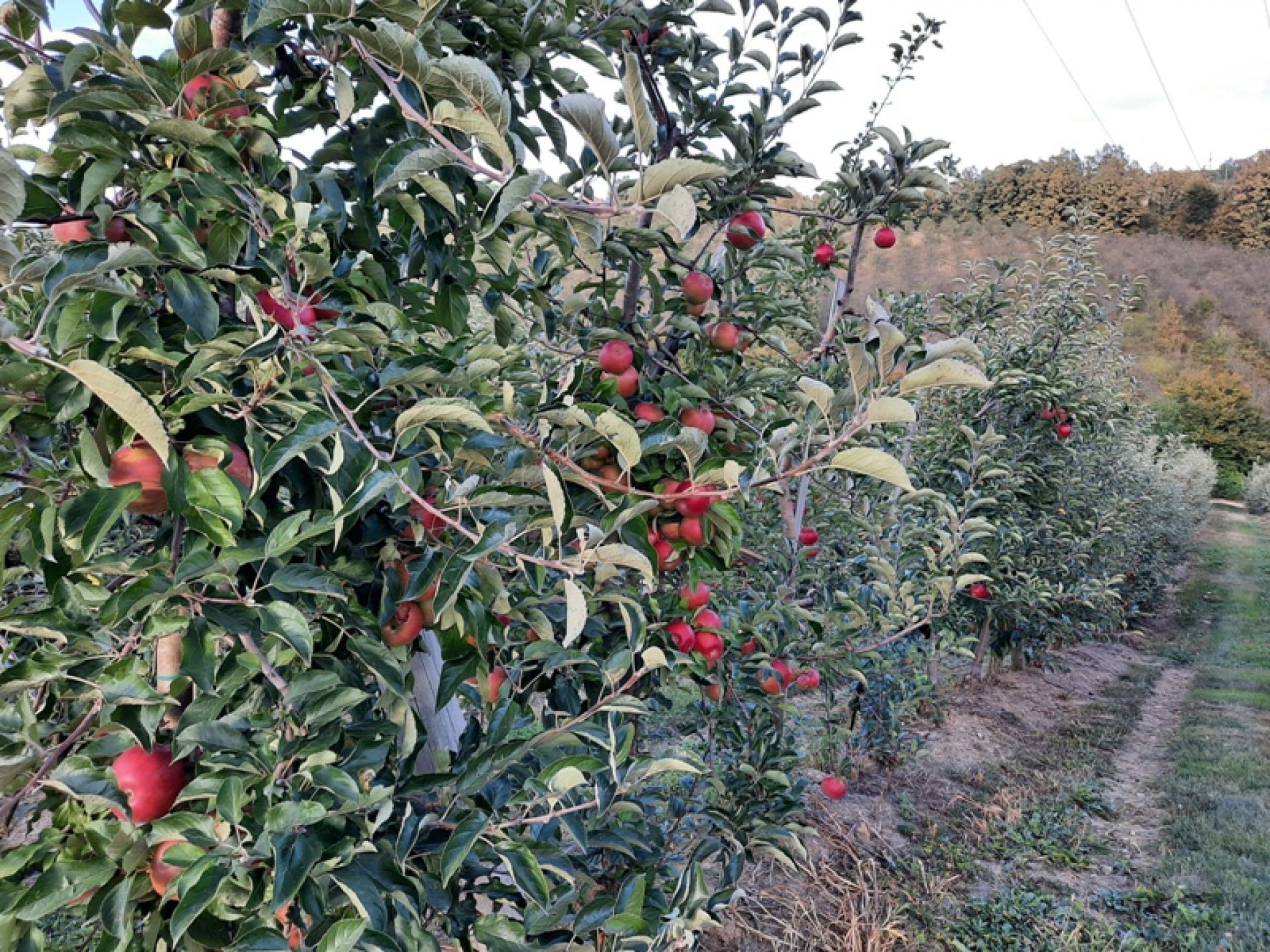 Porodica Hasanbašić: Oko 200 tona jabuke imamo kad je puni rod