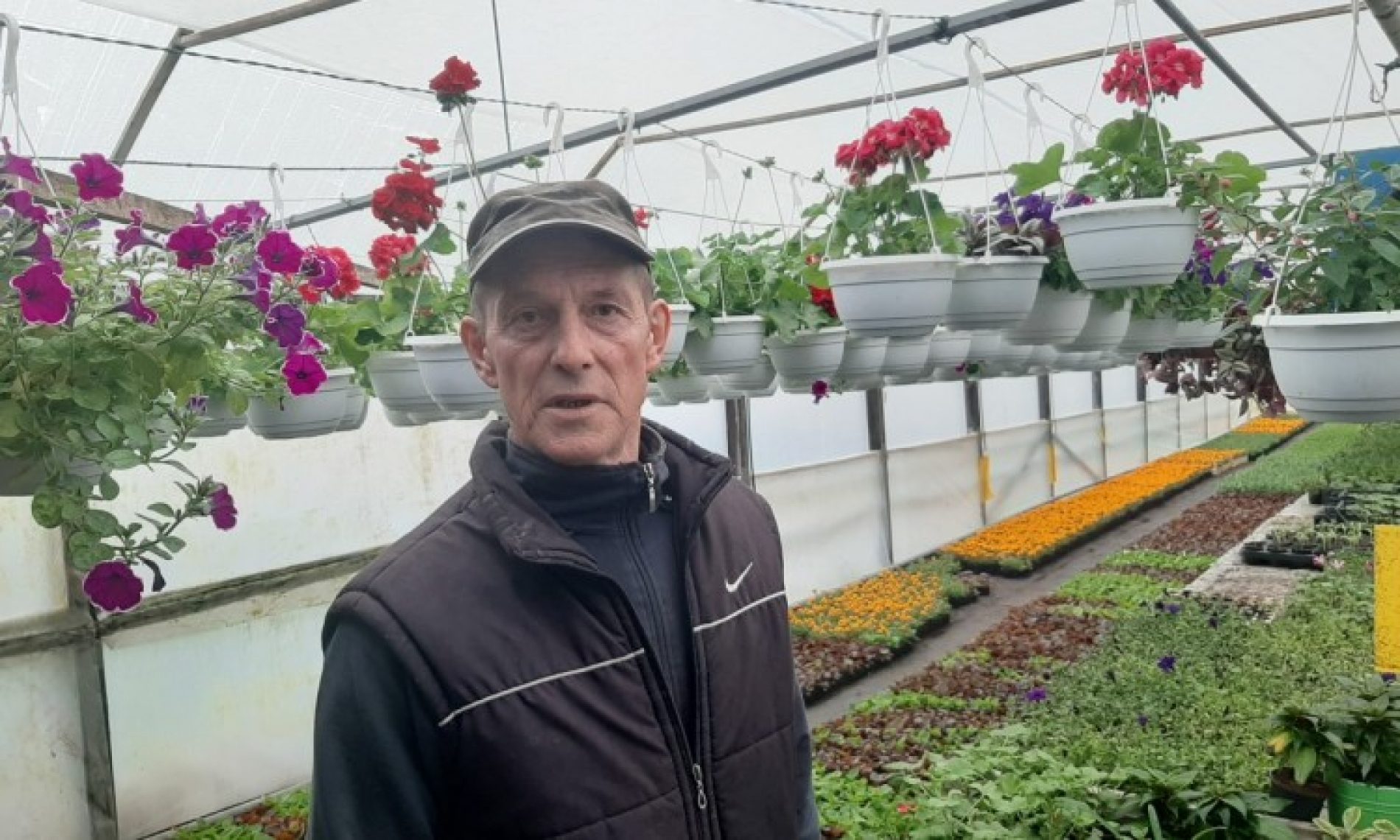 Goraždanin Munir Kazagić ove godine utrostručio proizvodnju cvijeća