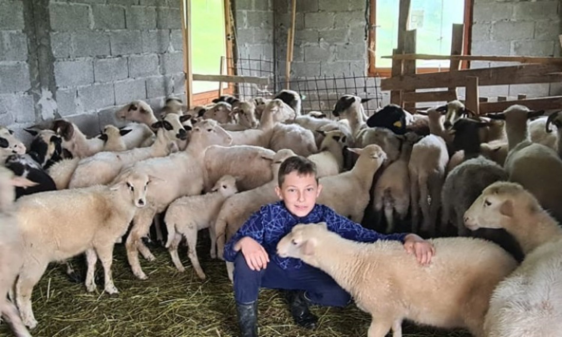 Amer ima san da postane najveći uzgajivač ovaca – njegovo  stado sada ima više od 100 grla