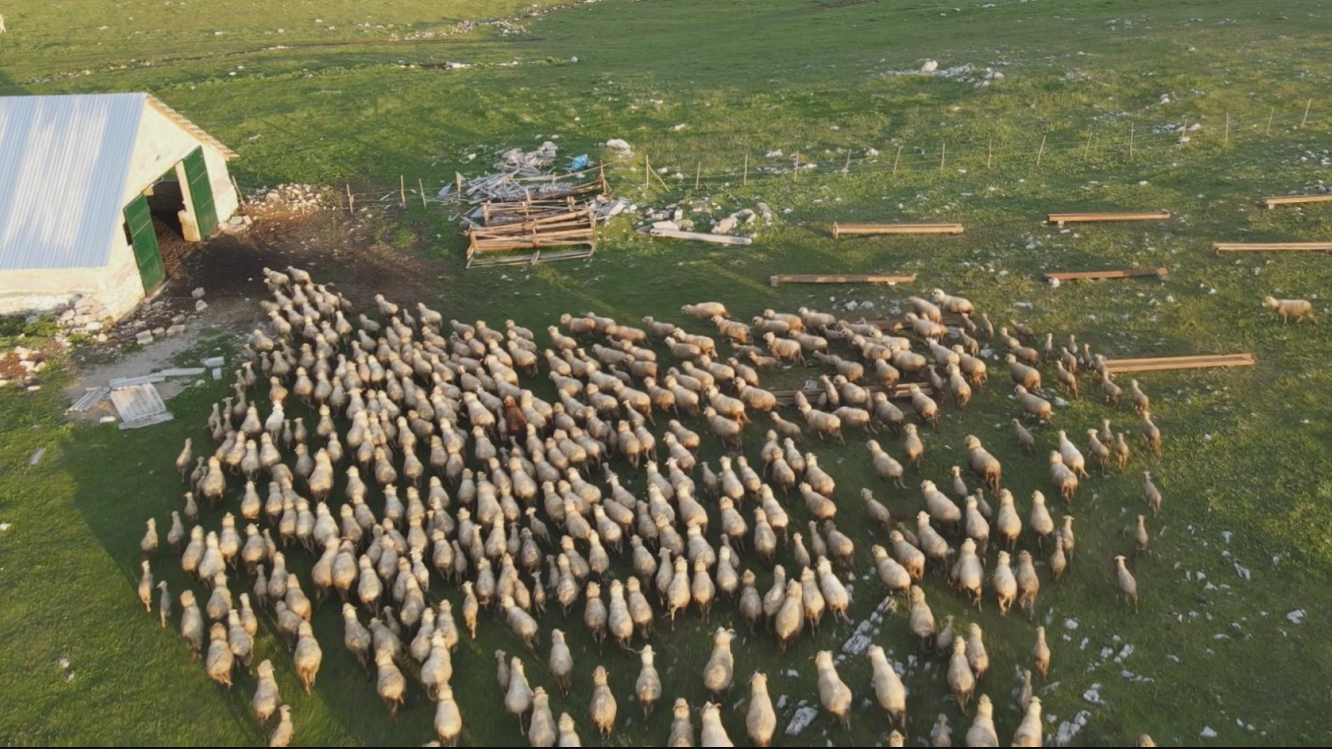 Na Pešteru pase najveće stado ovaca na Balkanu: Četiri vrijedna brata čuvaju preko hiljadu grla