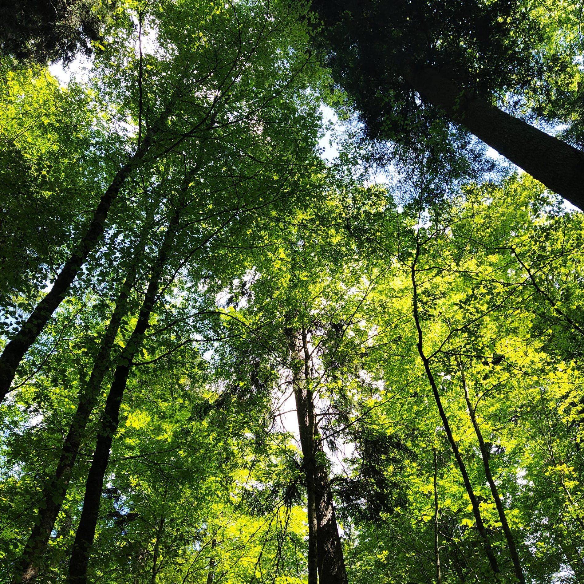 UNESCO proglasio prašumu Јanj kod Šipova prirodnim dobrom od svjetskog značaja