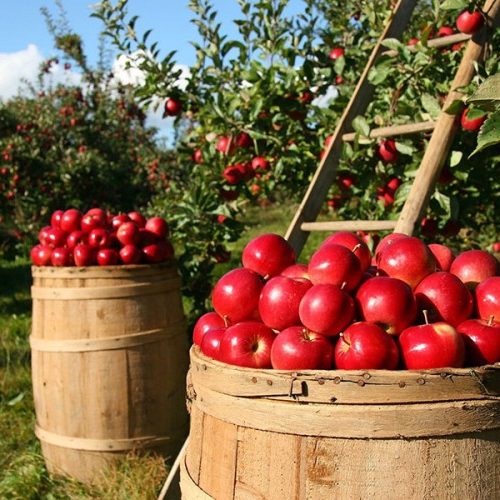 Za pola godine bosanski voćari u Rusiju izvezli 3,5 miliona kg jabuka