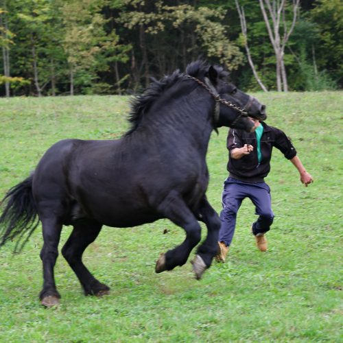 Krajina ljepša od Floride: Adnan Medić ulaže u konje i seoski turizam u rodnoj Sanici