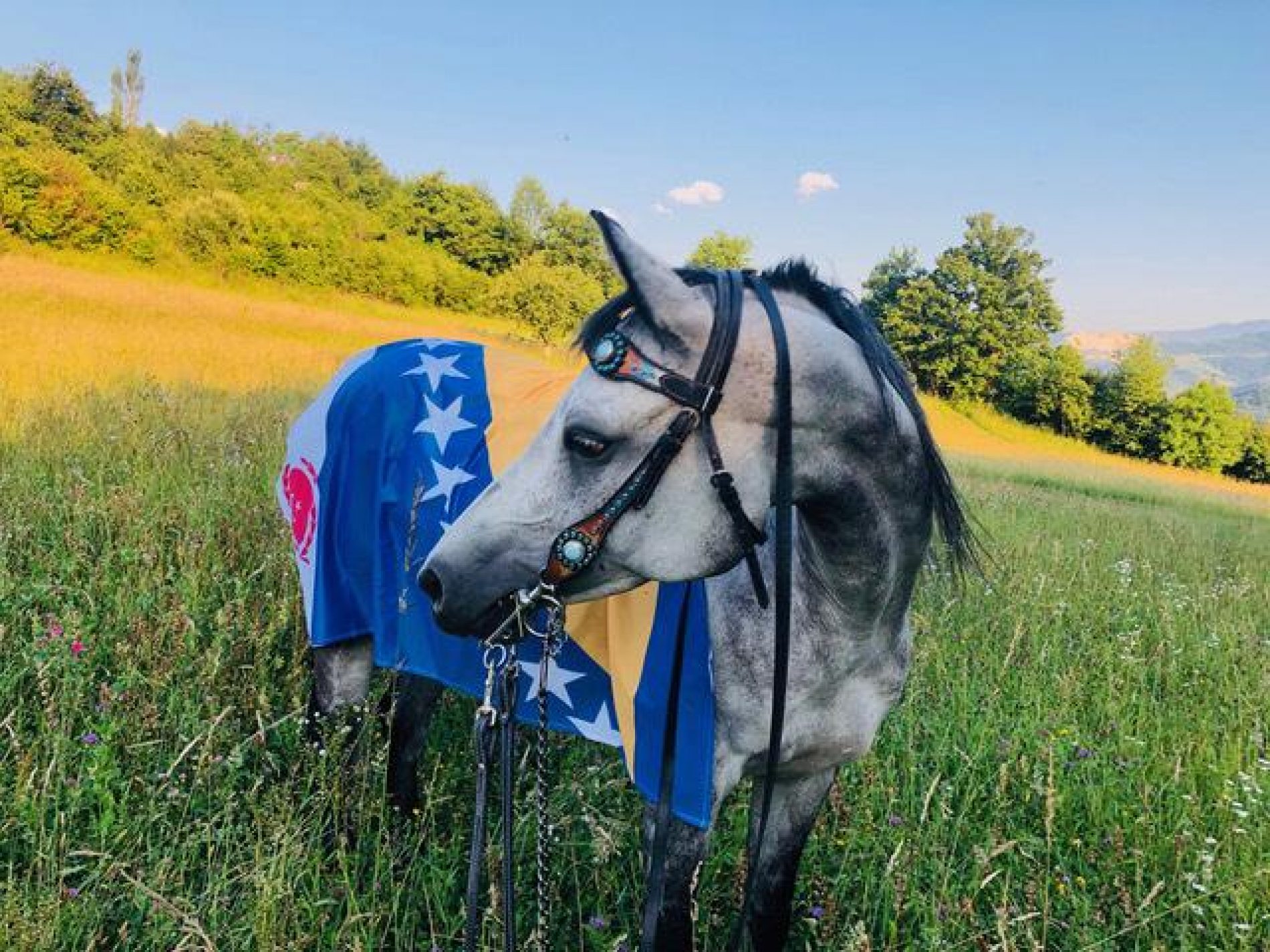 Bosanski arapski konj – 130 godina uzgoja u našoj zemlji