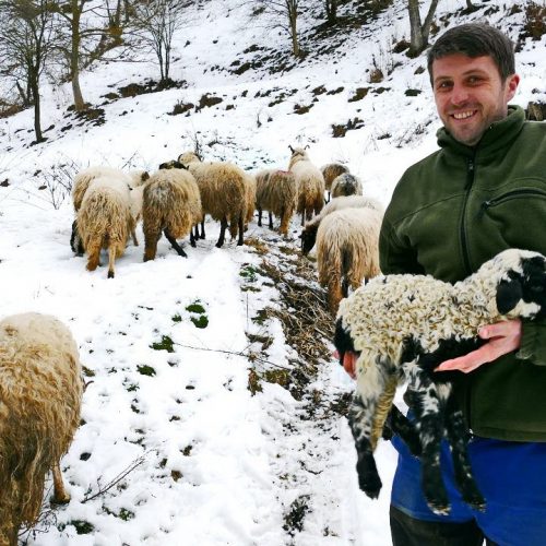 I ovo je Bosna! Husein izgubio 50 ovaca, potom dobio 150