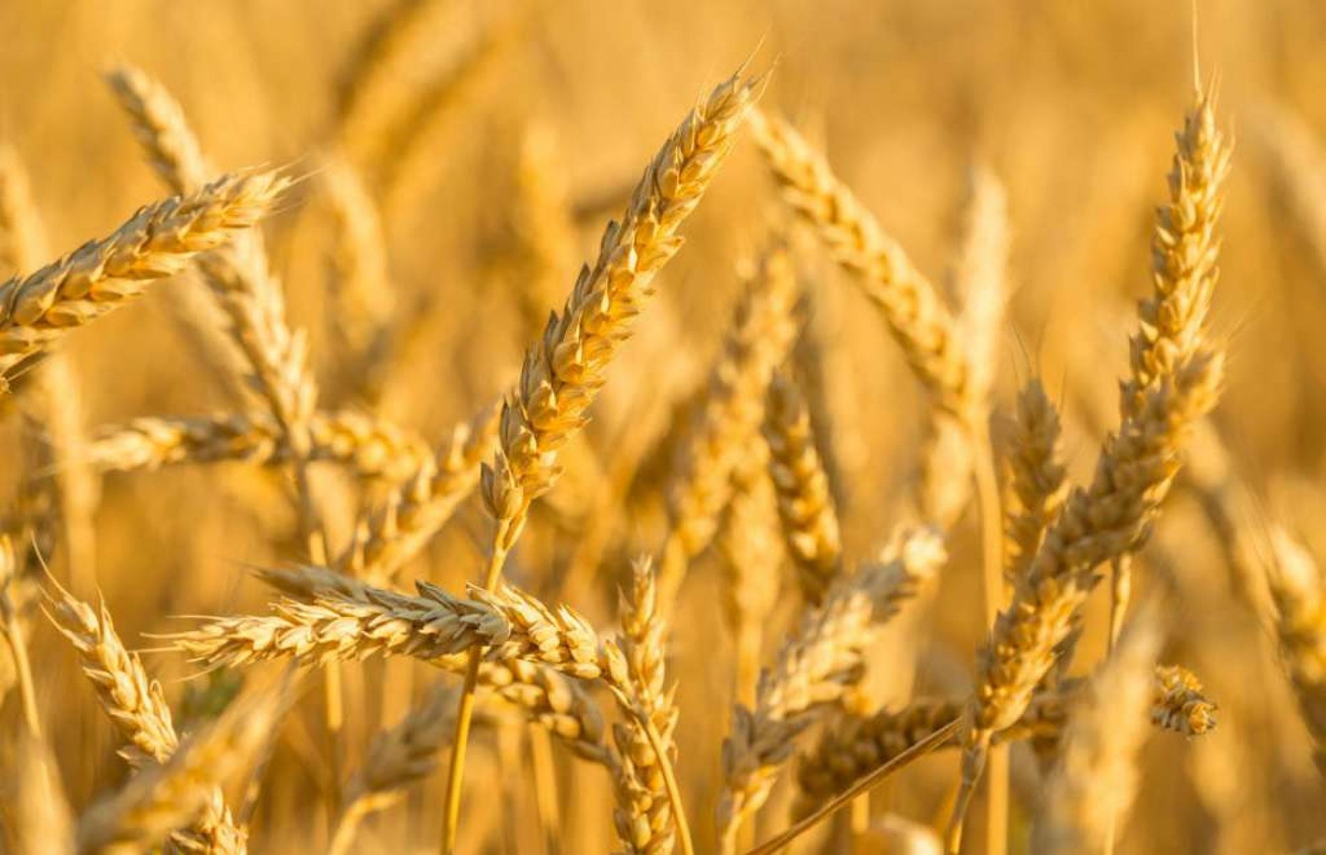 U FBiH postoje dovoljne zalihe pšenice i brašna