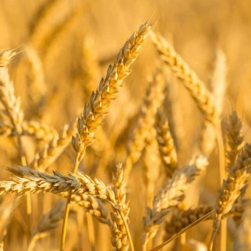 U FBiH postoje dovoljne zalihe pšenice i brašna