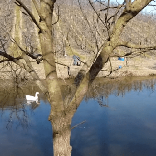 Iz Belgije u Bosnu: Život na plantaži s tri i po hiljade stabala trešnje (Video)
