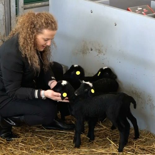 Novac zarađen u Švicarskoj uložili u najsavremeniju farmu romanovskih ovaca