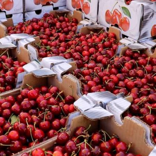 Na Danu mediteranskog voća predstavljen novi brend ‘Hercegovačka trešnja’
