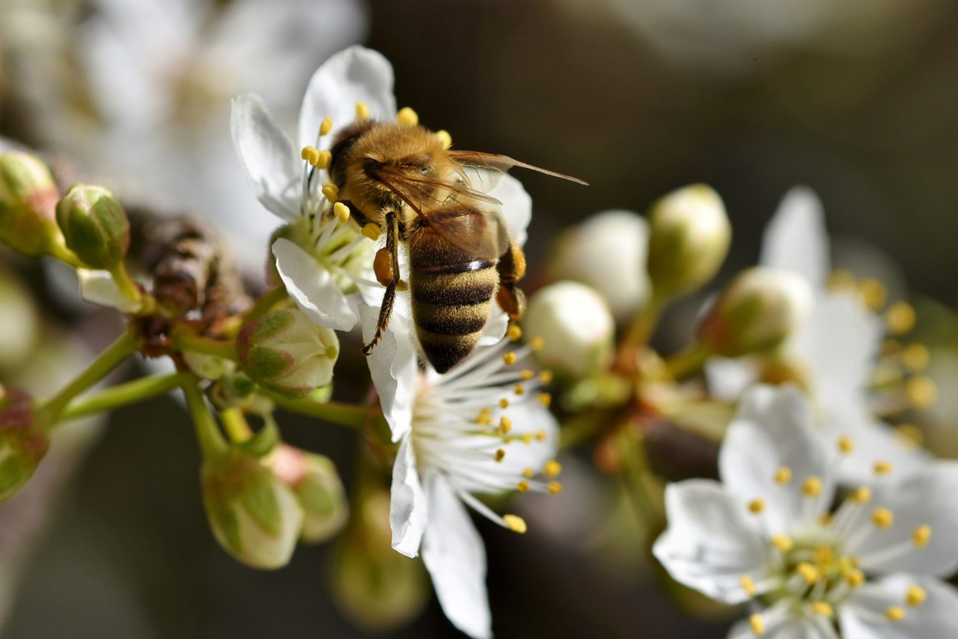 Pčelinji otrov iz Kozarca za američku farmaceutsku industriju