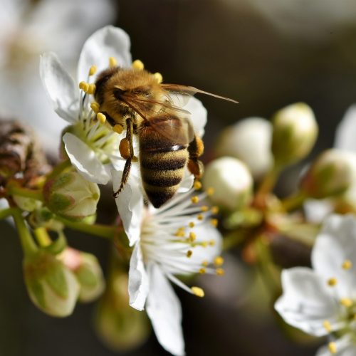 Pčelinji otrov iz Kozarca za američku farmaceutsku industriju