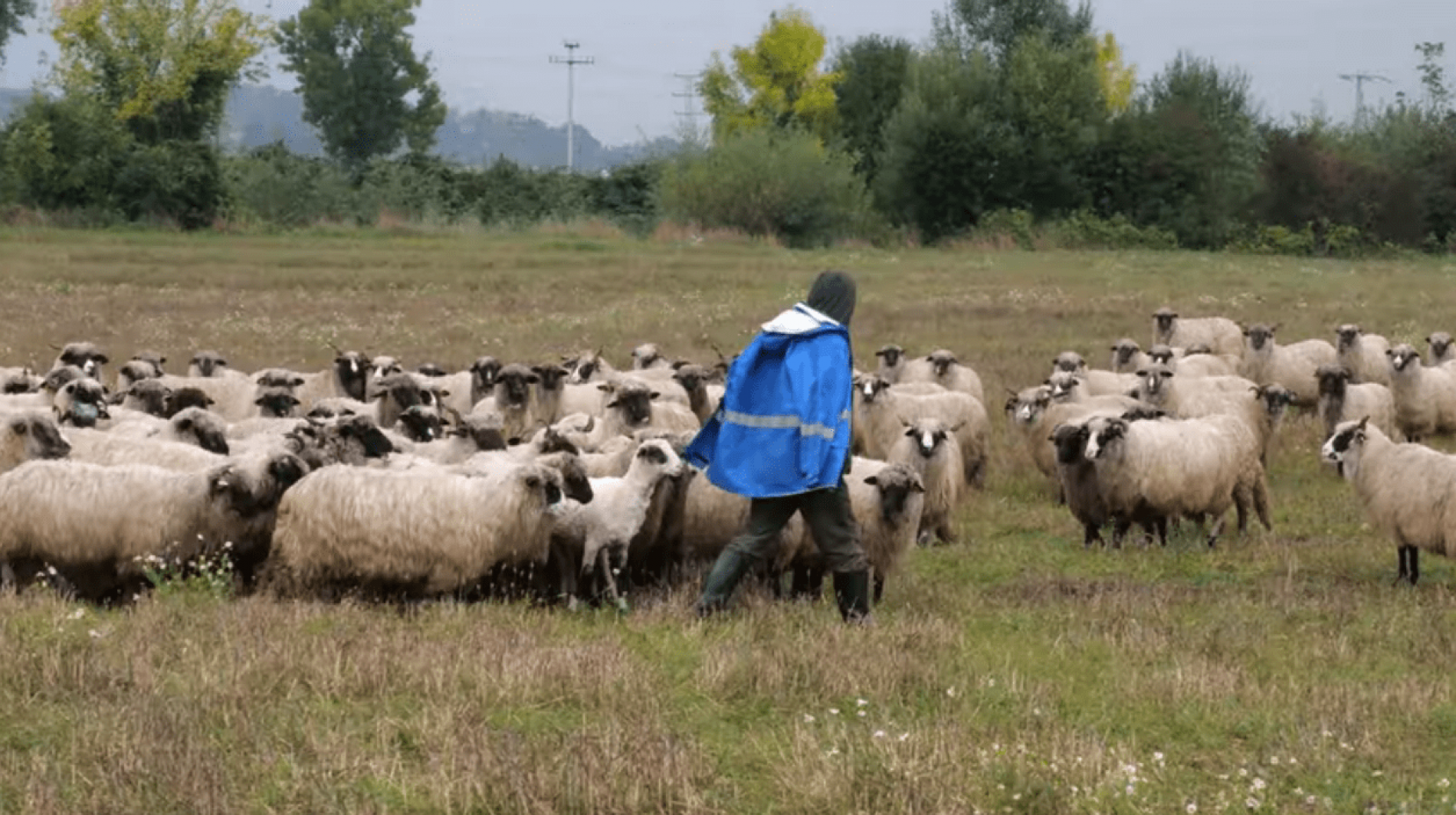 Ovce i krave Ševalu godišnje donesu 100.000 KM