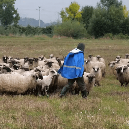 Ovce i krave Ševalu godišnje donesu 100.000 KM