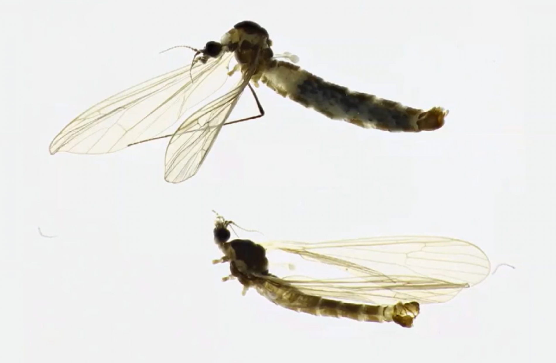 U Neretvi otkrivene nove vrste, potvrđen insekt nazvan ‘Baeoura neretvaensis’