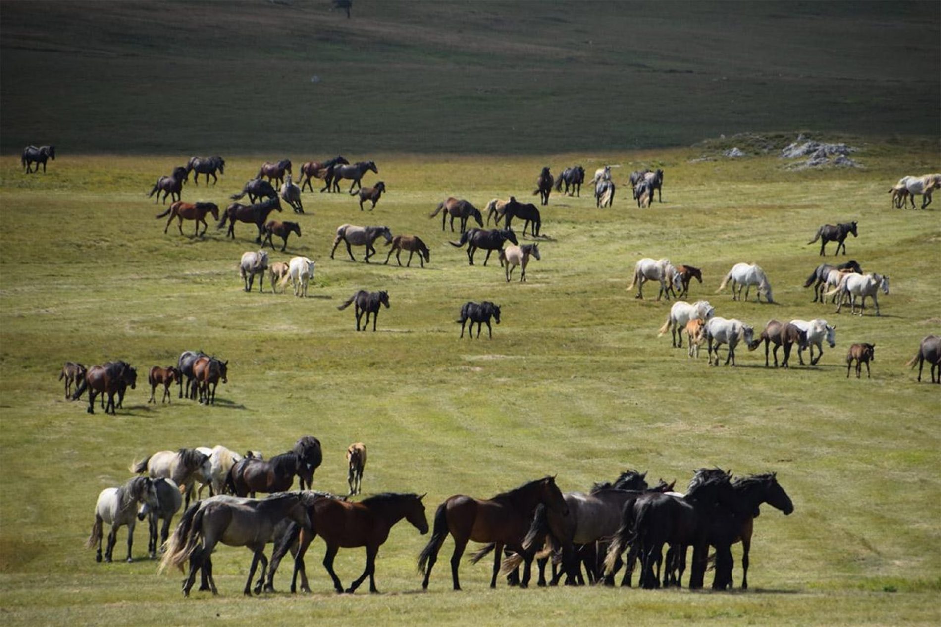 Divlji konji livanjskog kraja – jedinstvena atrakcija u svijetu