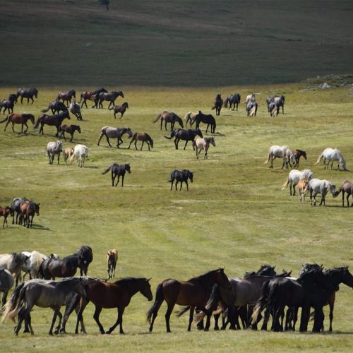 Divlji konji livanjskog kraja – jedinstvena atrakcija u svijetu