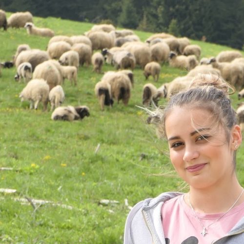 Otac i kćerka brinu o 500 ovaca na Kupreškim poljima