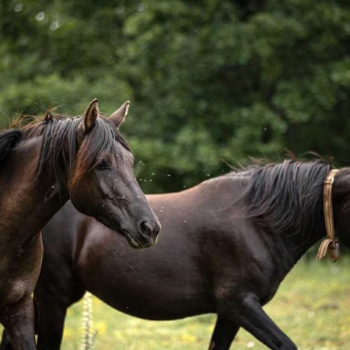 Ergela bosanskih brdskih konja kod Stoca: Konjima treba malo ljubavi i truda