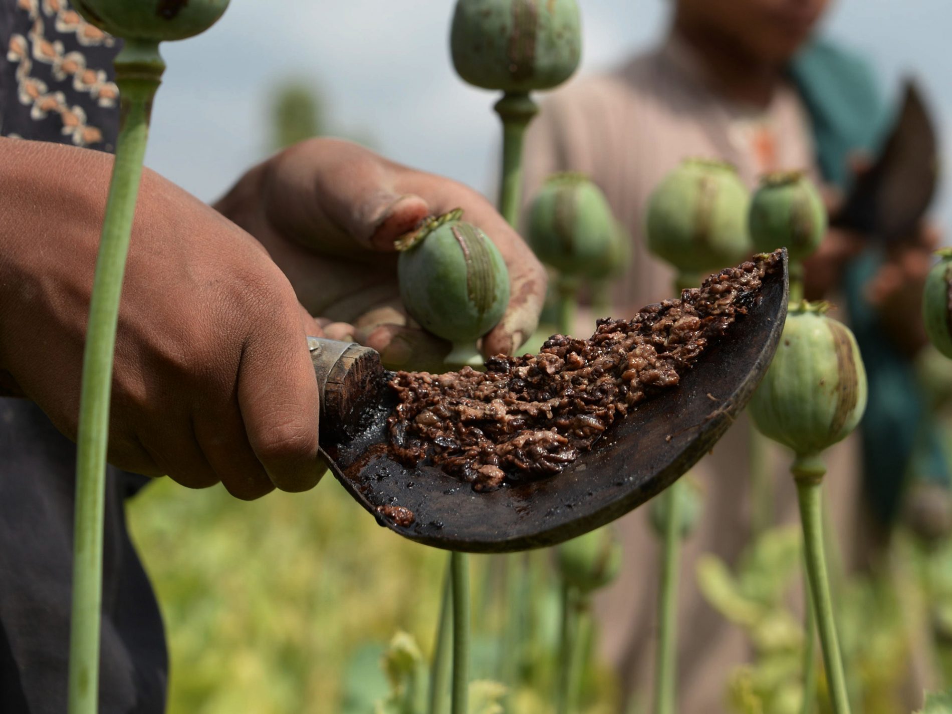UN: Uzgoj opijuma u Afganistanu 2023. godine opao je za 95 posto nakon zabrane droge