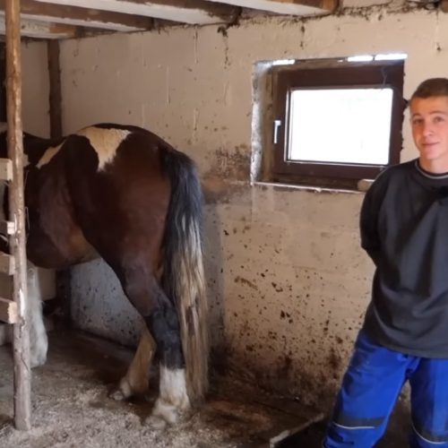 Mladi stočar Muharem Muharemović: Konj je za Ajvatovice, bik je za koride
