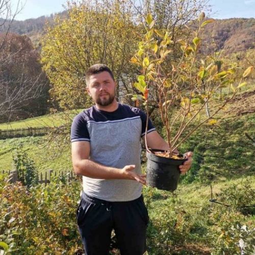 ‘Mi ovdje u Bosni imamo odlične agroklimatske uslove da se bavimo proizvodnjom borovnica’