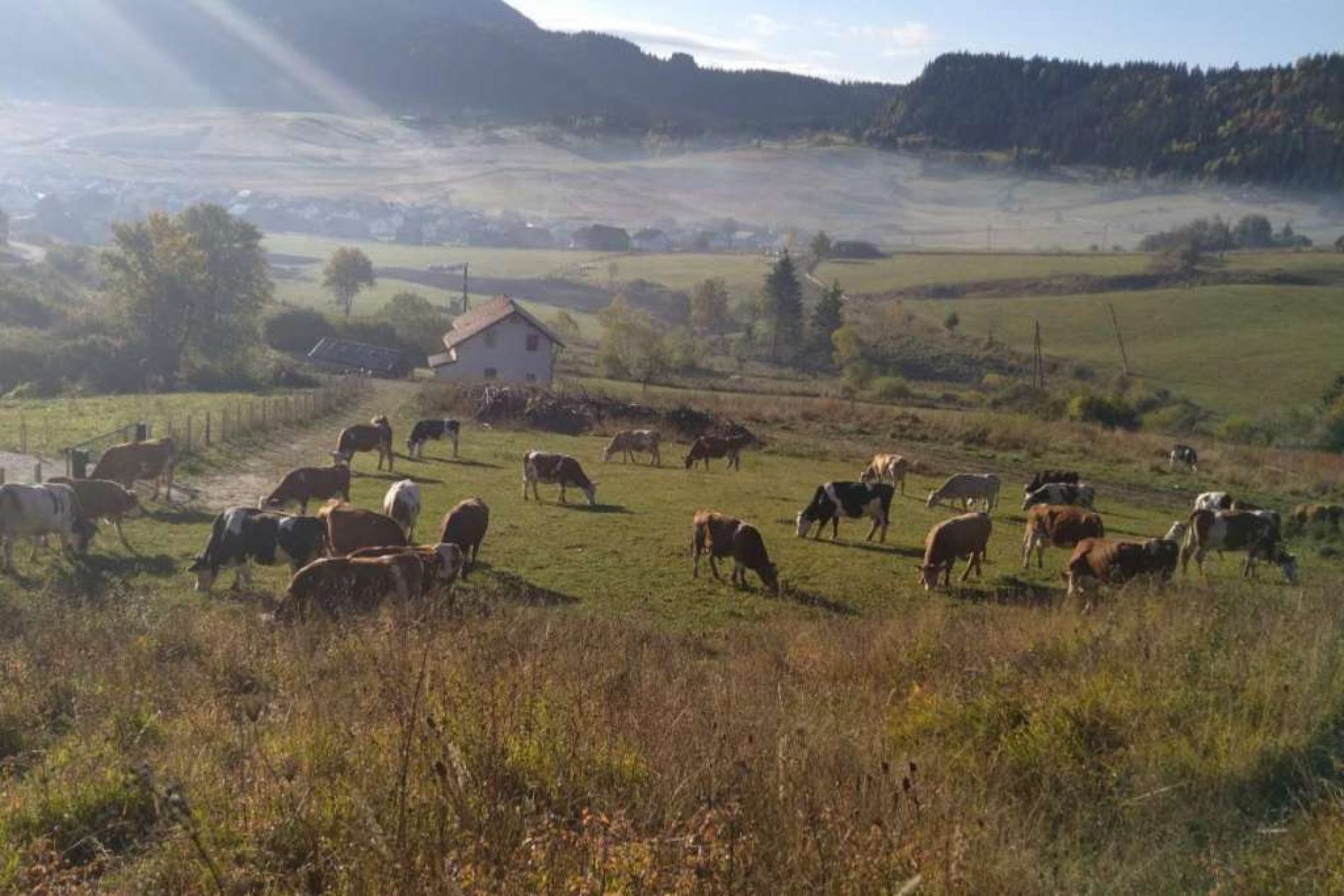 Na farmi Langića na obroncima Vlašića je 40 grla krava i ovaca, i dnevno se isporuči 350-400 litara mlijeka