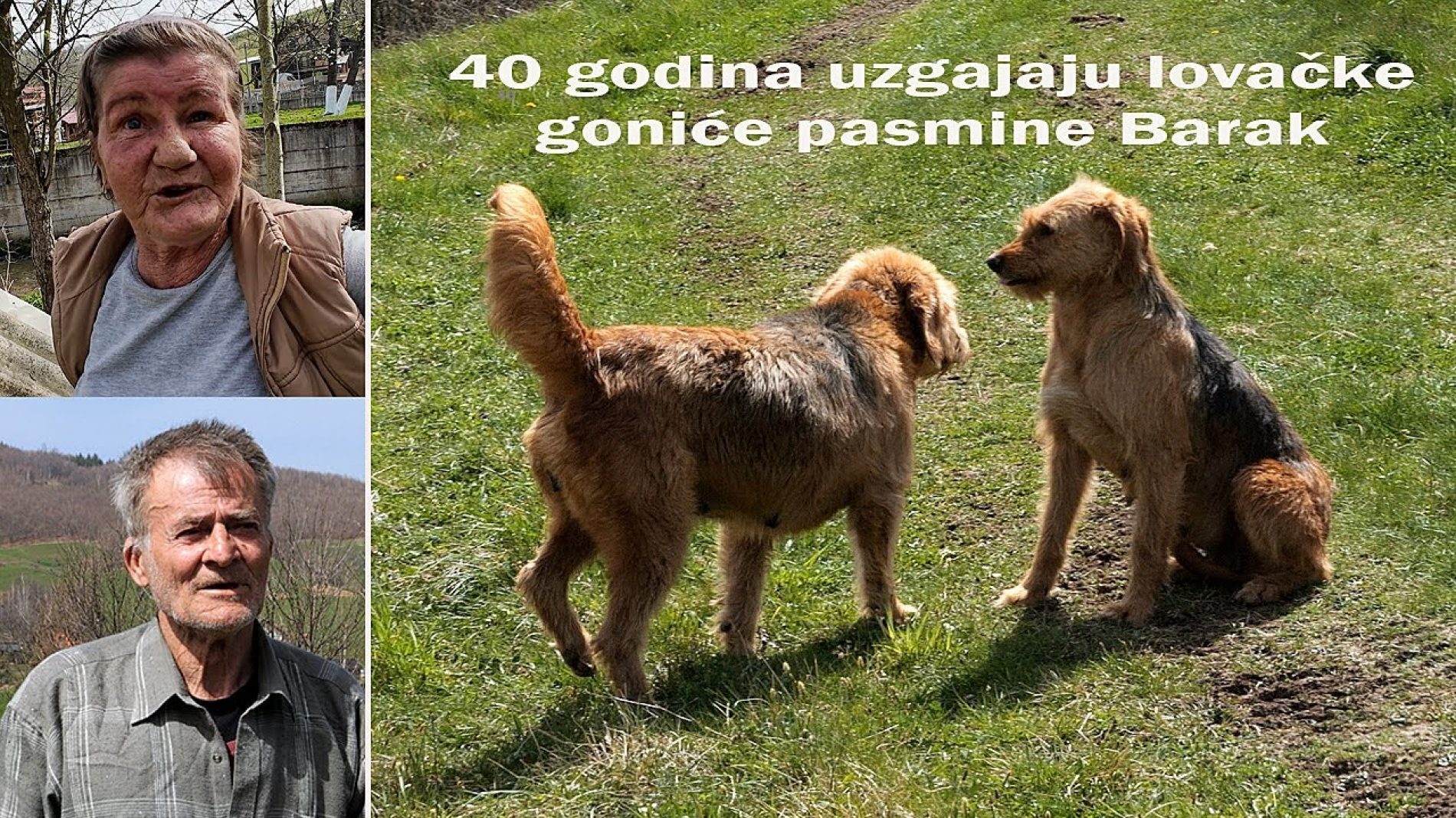 Bračni par više od 40 godina uzgaja bosanske goniče pasmine Barak