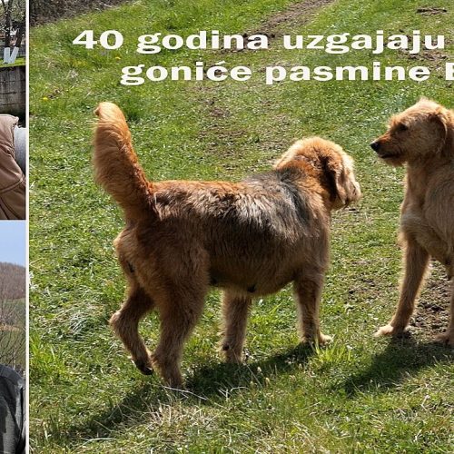 Bračni par više od 40 godina uzgaja bosanske goniče pasmine Barak