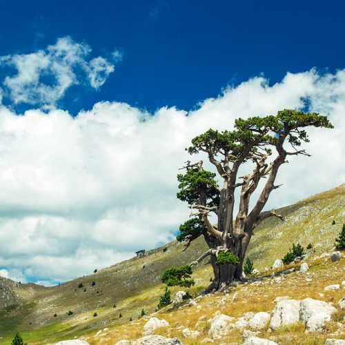 Bosanski bor – najstarije živo drvo u Evropi!
