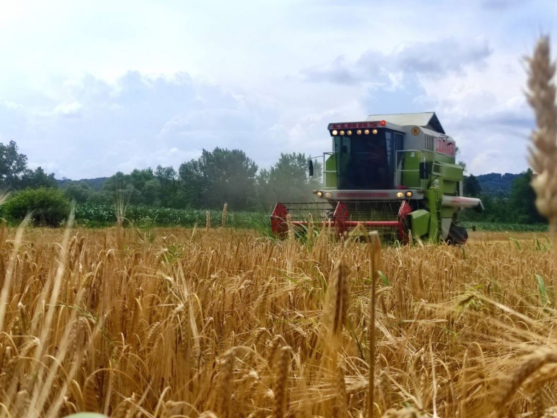 U Semberiji počela žetva pšenice, kilogram će koštati kao kifla?
