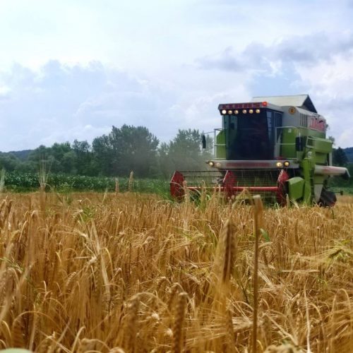 U Semberiji počela žetva pšenice, kilogram će koštati kao kifla?